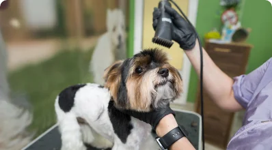 Fotografía de Estética Canina Morochitos