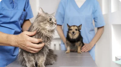 Fotografía de Eukanuba