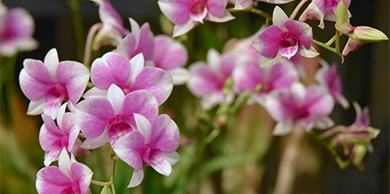 Qué Hacer en Guate con Bi: Exposición de Orquídeas y Monja Blanca