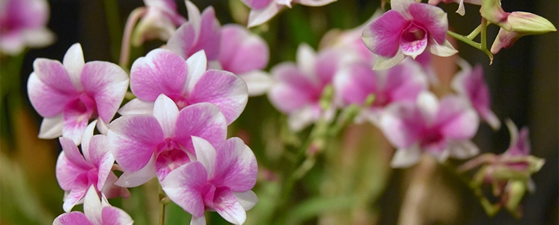 Qué Hacer en Guate con Bi: Exposición de Orquídeas y Monja Blanca