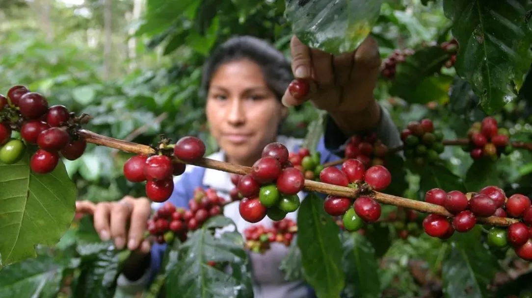 ¿Cómo afectará a Guatemala si Estados Unidos impone aranceles a las importaciones de productos agrícolas?